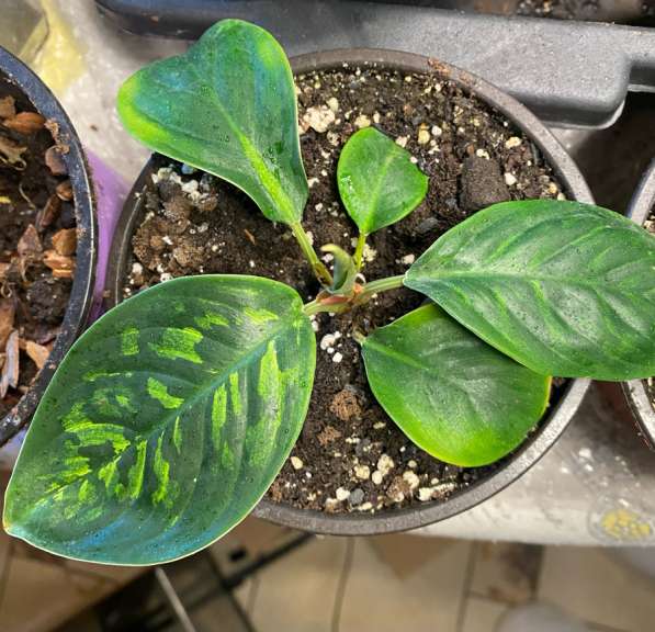 Хомаломена Камуфляж