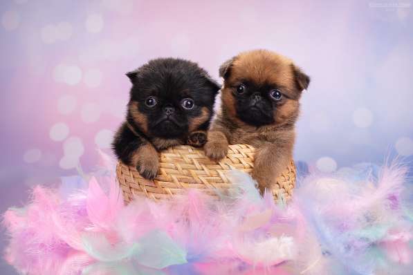 Мини девочки пти-брабансон