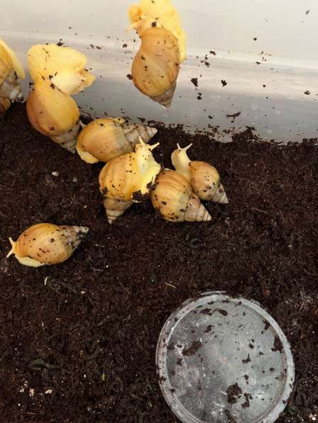 Улитки Ахатины в Уфе