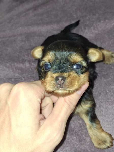 Чистокровные щенки Йоркширского Терьера в