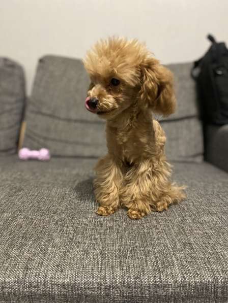 Щенок мальтипу