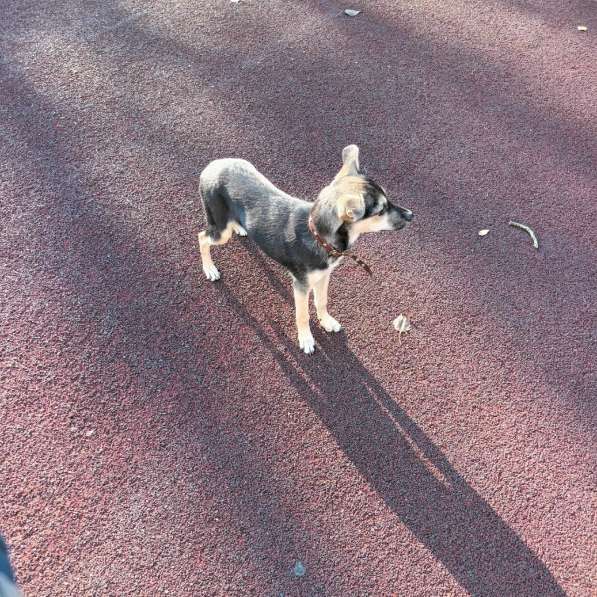 Домашний щенок от небольшой собачки в Санкт-Петербурге