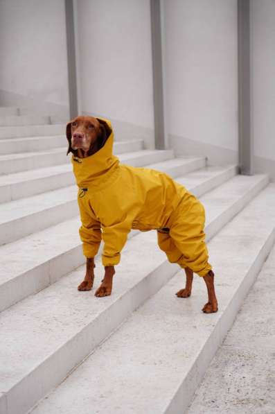 Одежда для собак всех размеров !!