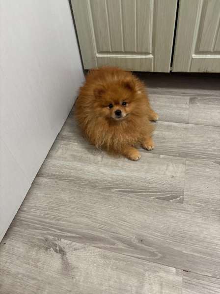 Шпиц померанец в Муроме фото 3