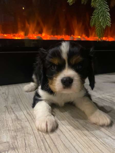 Щенки Кавалер Кинг Чарльз спаниель в Туле фото 3