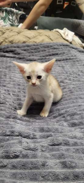 Абисинские котята в Йошкар-Оле