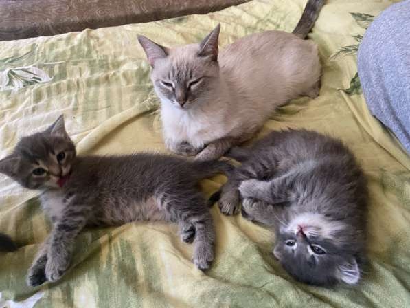 Котята в добрые руки