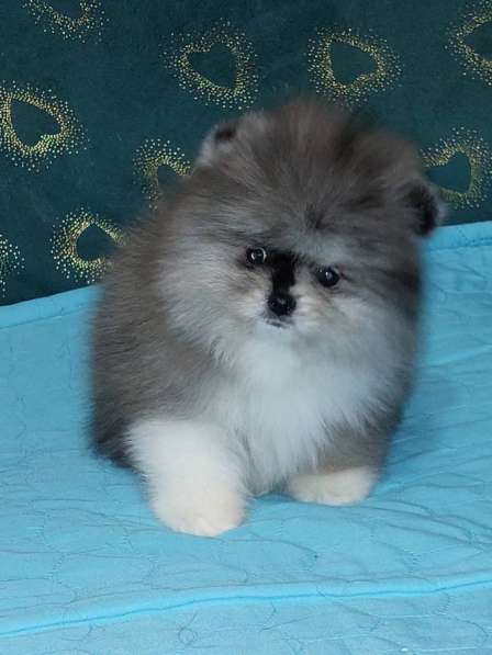 Pomeranian spitz. Merle boy в фото 5