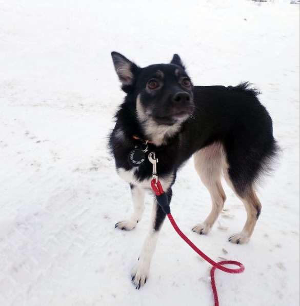 Ищет дом крошка-собачка весом 8 кг в Санкт-Петербурге