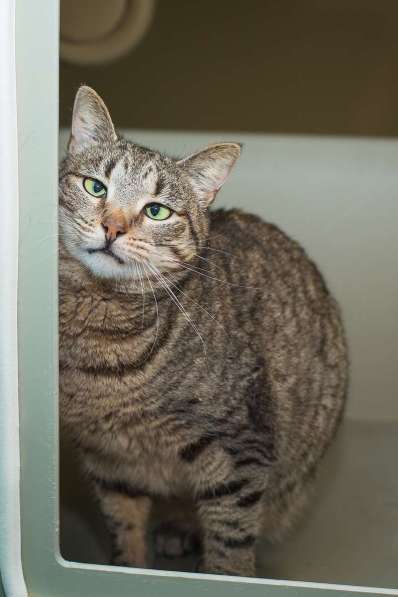 Вера - кошка с изюминкой в самые добрые руки! в Москве фото 4