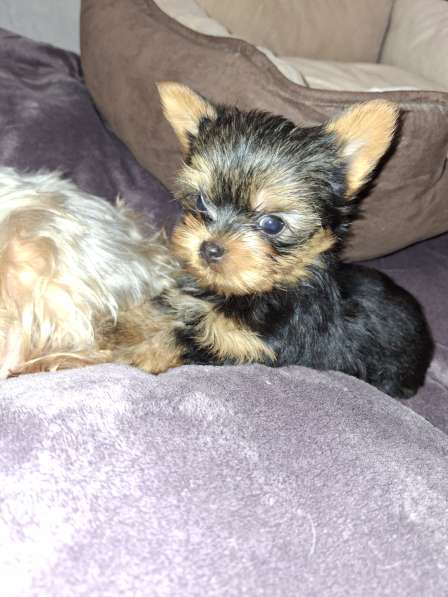 Чистокровные щенки Йоркширского Терьера в фото 4