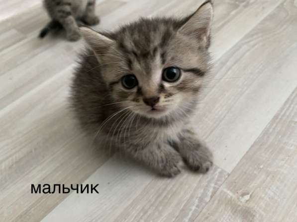 Котята от британской вислоухой кошки, метисы