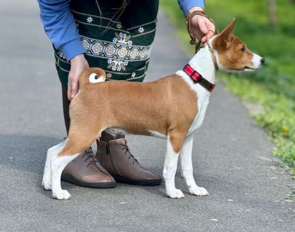 Basenji puppies ответственных и активных владельцев в фото 3