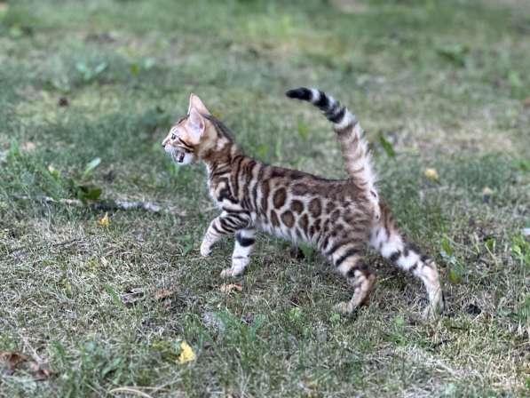 Бенгальские котята снежного окраса в 