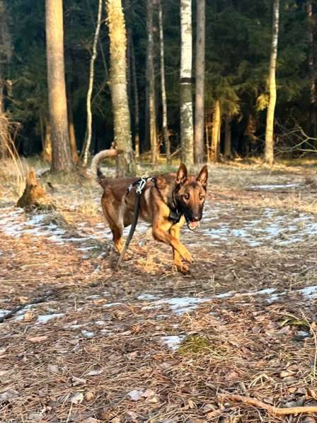 Красавчик Анзор ищет дом в Москве фото 5