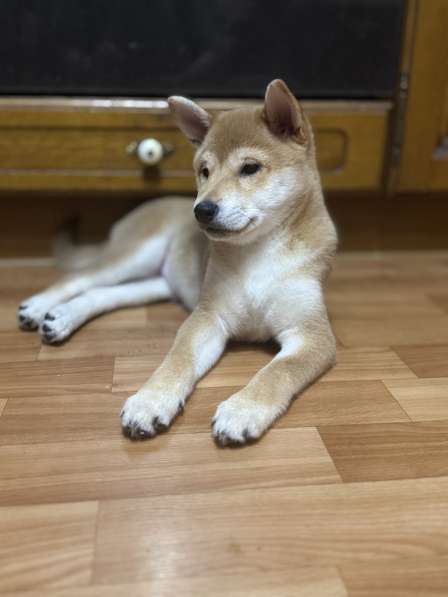 Продаются щенки породы Сиба-Ину в Тюмени фото 6
