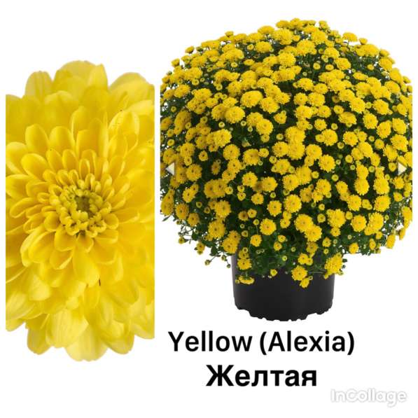 Хризантема мультифлора в Серпухове