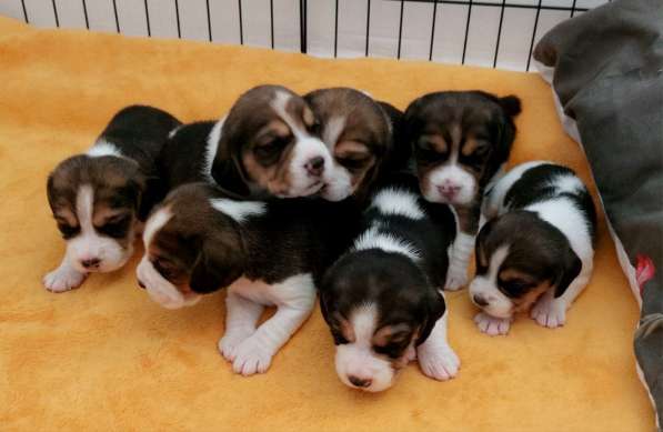 Продаю щенков породы бигль в 