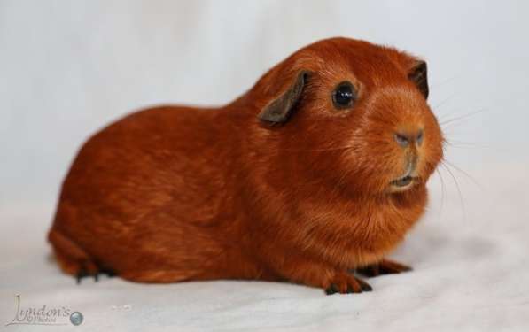 Отдам морскую свинку. Английский селф