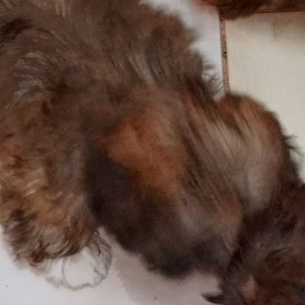 Ши-тцу китайский компаньон