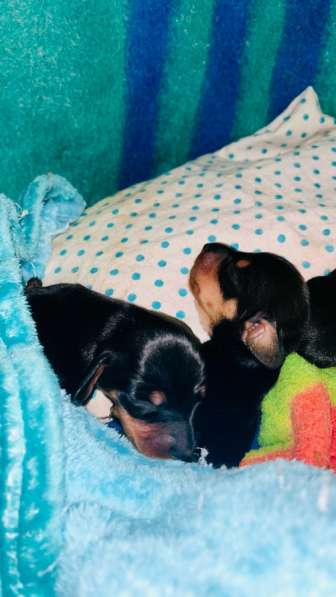 Стандартные щенки таксы в Москве фото 5