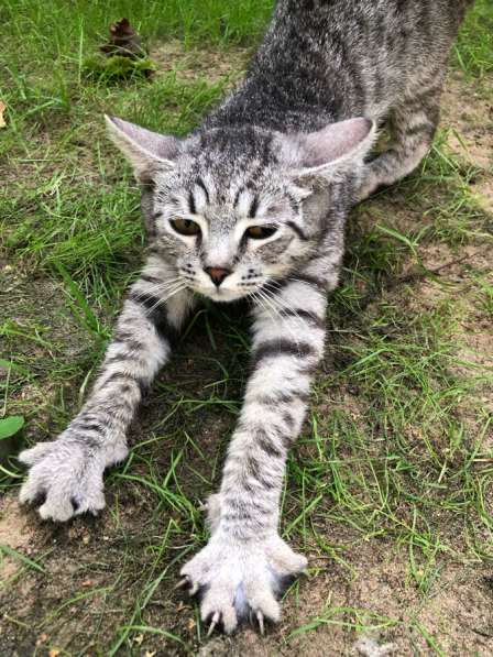 Котенок в добрые руки