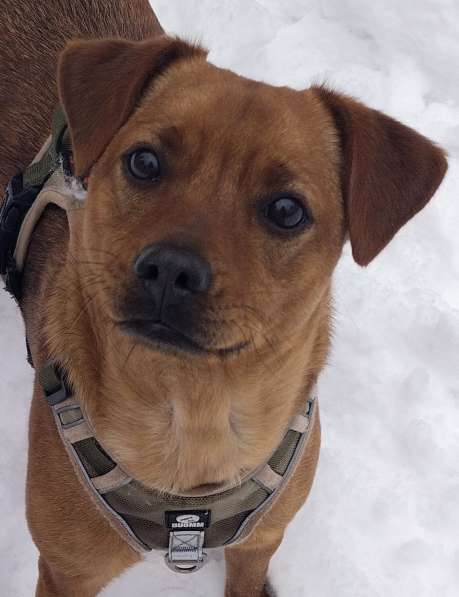 Небольшая собачка спасена из СВО ищет семью в Москве