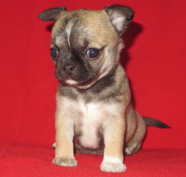 Чихуа девочка в Санкт-Петербурге фото 6