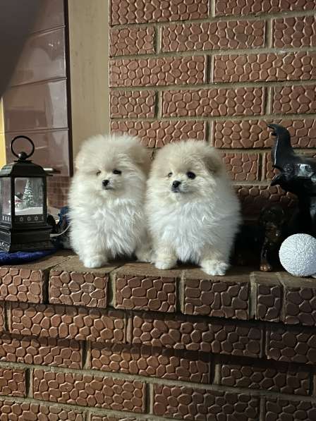 Померанский шпиц в Березниках фото 4