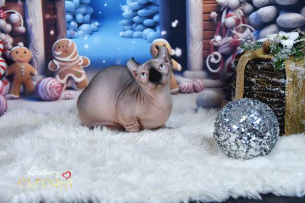 Котята Sphynx, Elf, DWELF в фото 4