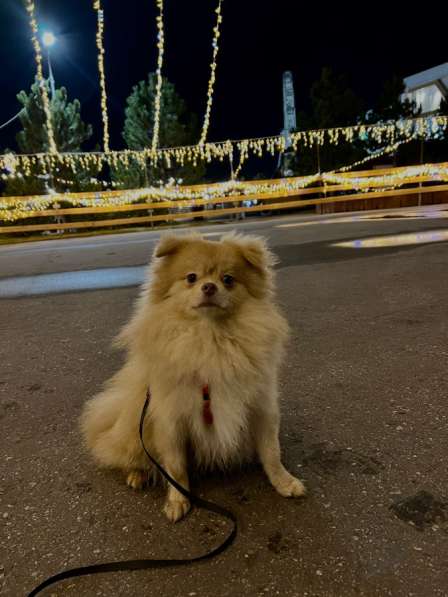 Шпиц в Ульяновске фото 3