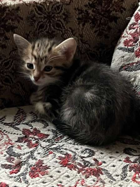 Котята в дар в Москве