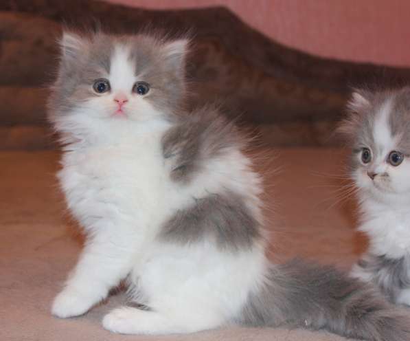 Шотландский котёнок Матильда) в Екатеринбурге фото 10