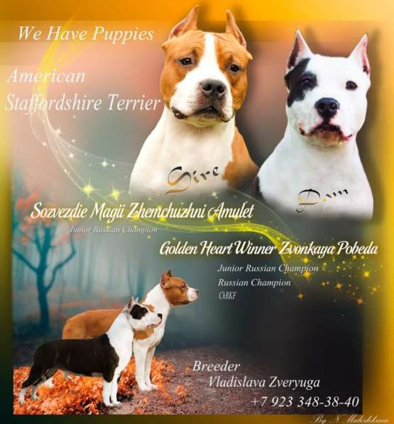 Щенки амстаффа в Красноярске фото 13