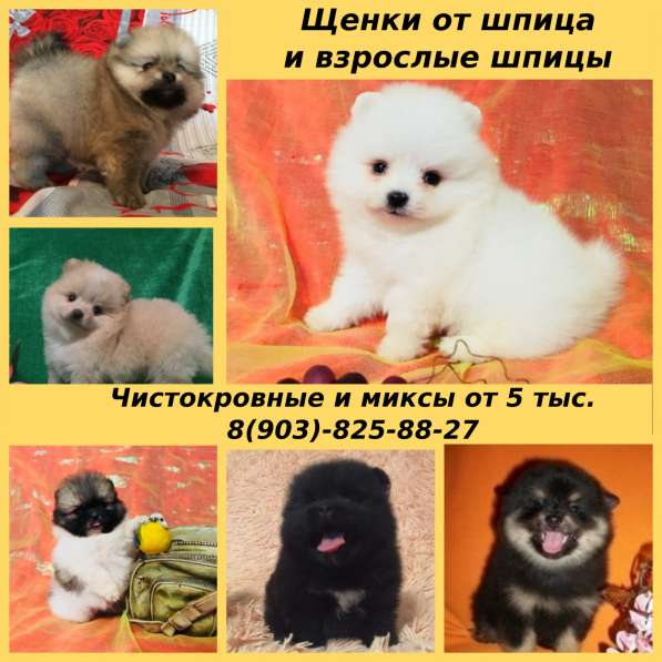 Щеночки от шпица и взрослые собачки