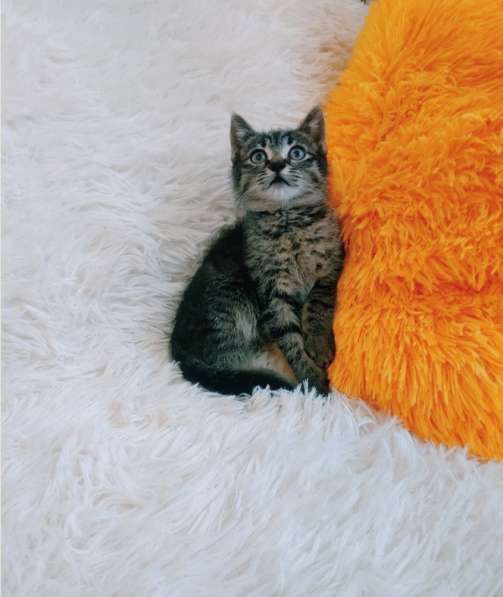 Ручной котенок 1,5мес. самец в Санкт-Петербурге фото 14