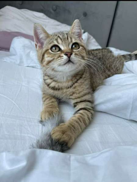 Британские котята в фото 7