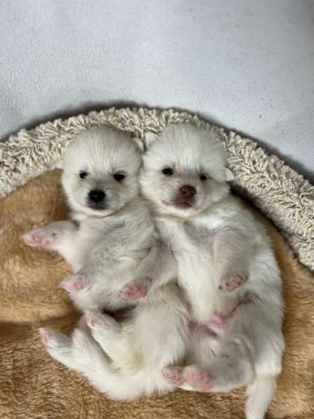 Pomsky puppies в фото 3
