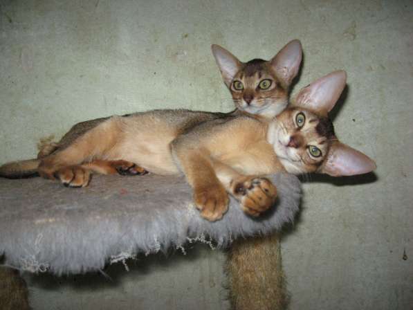 Абиссинские котята с родословной! в Йошкар-Оле