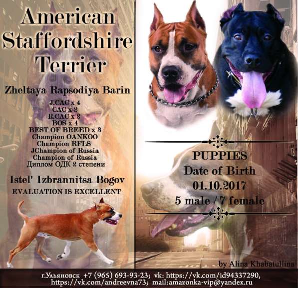 Щенки в Ульяновске фото 20