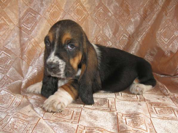 Продаются щенки бассет-хаунда в фото 11