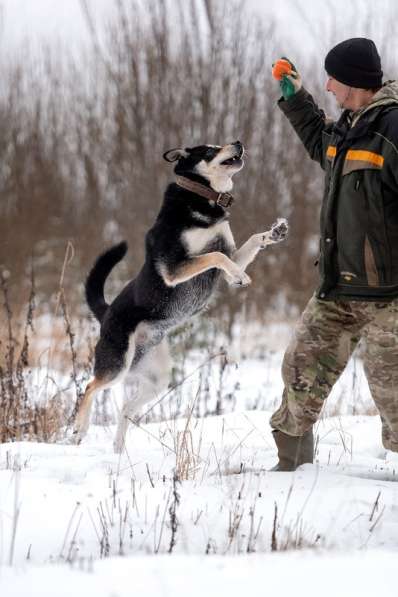 Летающий и улыбающийся пёс Макс в добрые руки в Москве фото 4