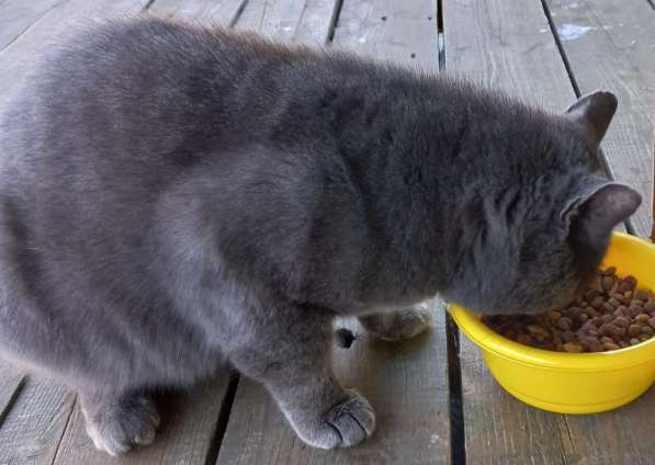 4-летний британский кот даром в Москве фото 18