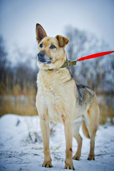 Грациозная красавица Капитошка ищет семью в Москве фото 20