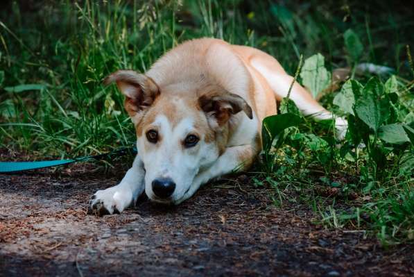 Редкая умница-собака в Санкт-Петербурге фото 17