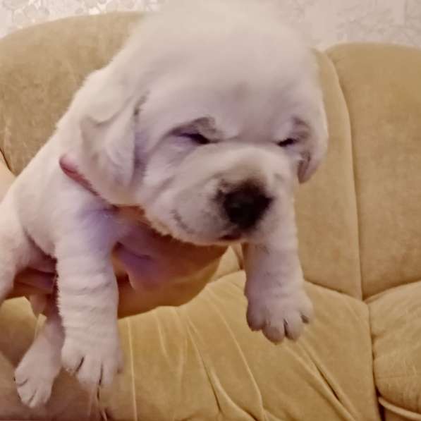 Очень красивые щенки лабрадорар в Иркутске фото 20