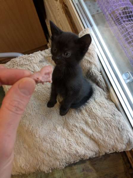 Котёнок в Егорьевске фото 23