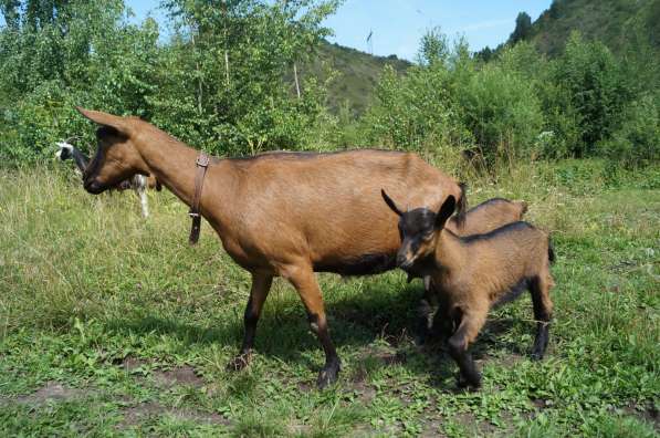 Племенные козы Чешские гнедые (Скот из Европы класса Элита) в фото 6