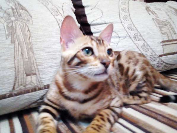 Питомник бенгальских кошек в Кирове фото 7