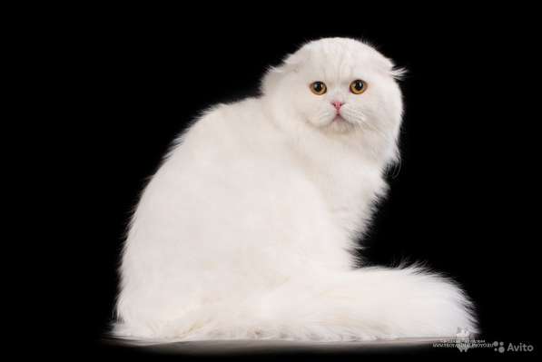 Котенок - счастье в дом в Санкт-Петербурге фото 10